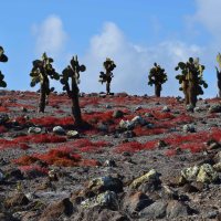 Landscapes of the Galápagos Islands